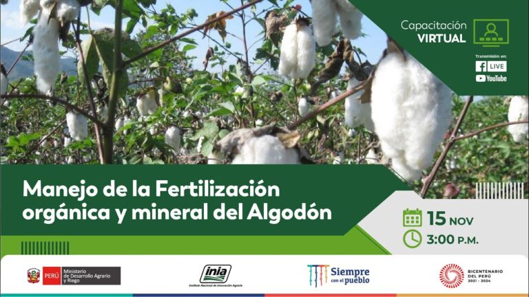 Innovaciones en la producción de algodón orgánico: Avances y tendencias