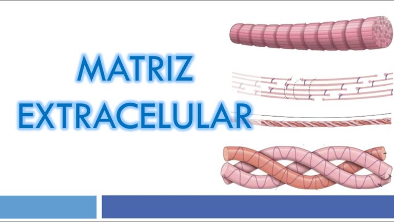 Clasificaci&oacute;n de fibras el&aacute;sticas